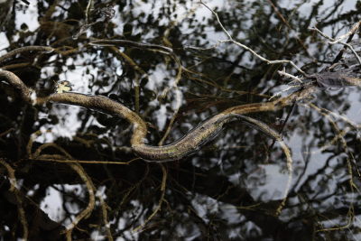 Image / illustration